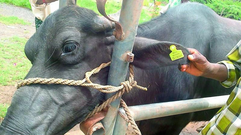 Now, also an Aadhaar card for cattle and buffaloes