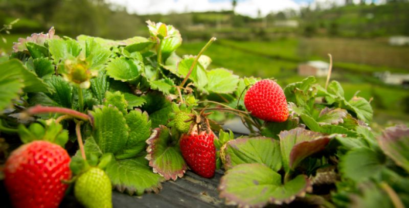 Strawberry Strawberry