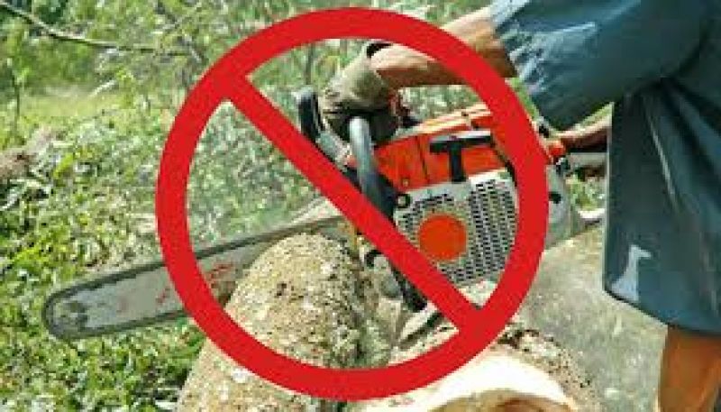 high court stay on trees cutting in delhi