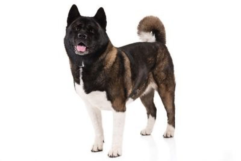 Akita 