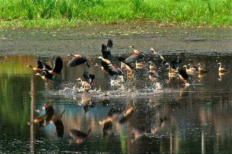 Salim Ali bird sanctuary