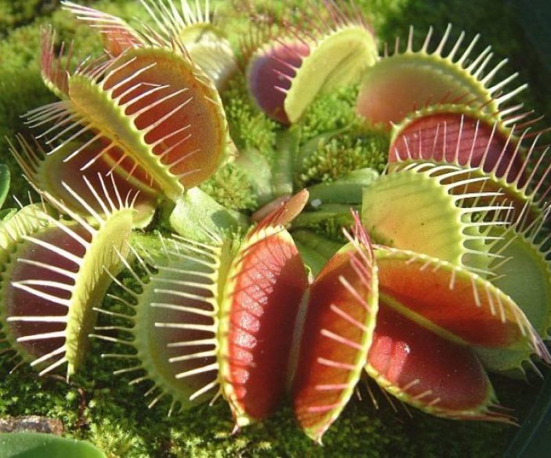 Venus flytrap