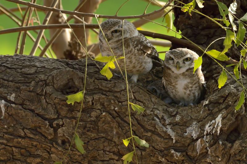 owls in delhi