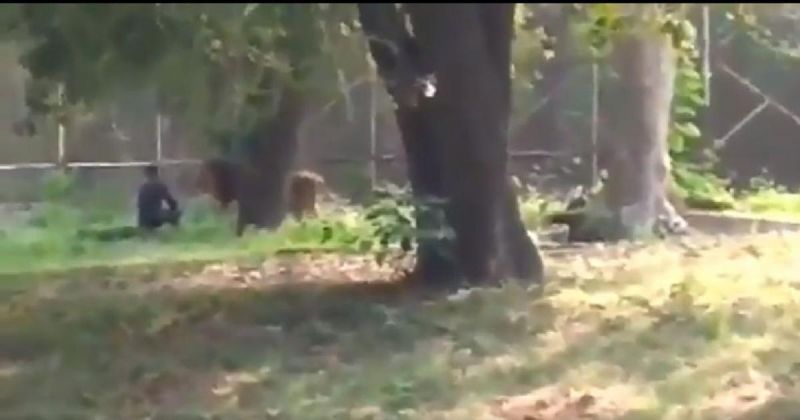 Man jumps inside lion enclosure in Delhi zoo; escapes unhurt