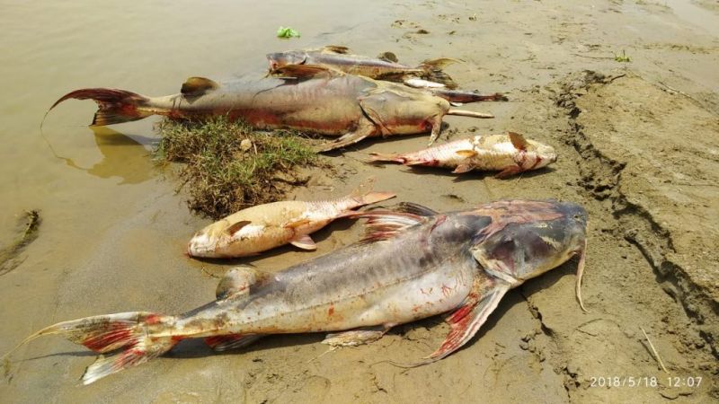  Many fish died due to poisonous water