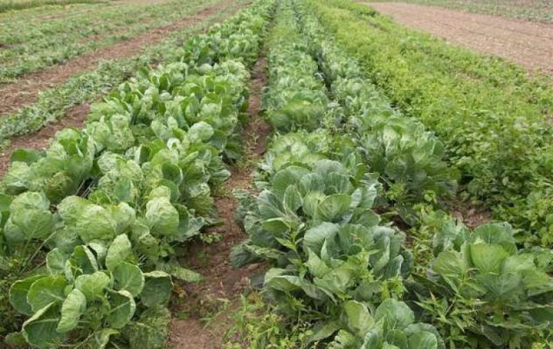 Vegetables Vegetables