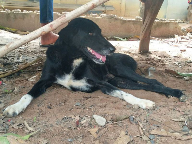 The girl buried her alive child, disabled dog save the child