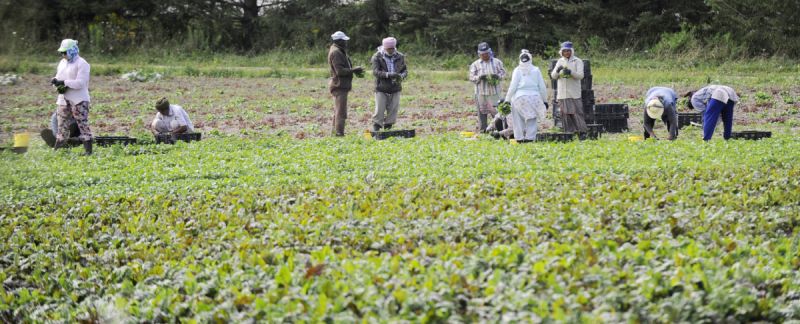 Canadian foreign workers