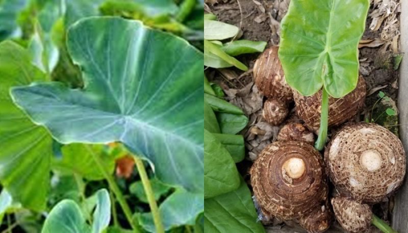 Make Arabica leaf vegetable in your home kitchen