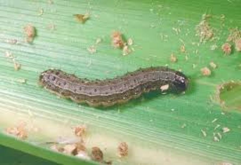 Fall armyworm