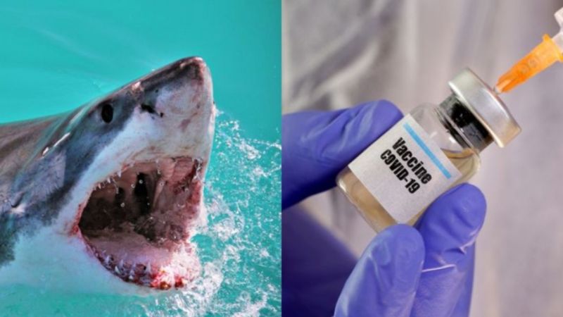  Corona Vaccine Shark