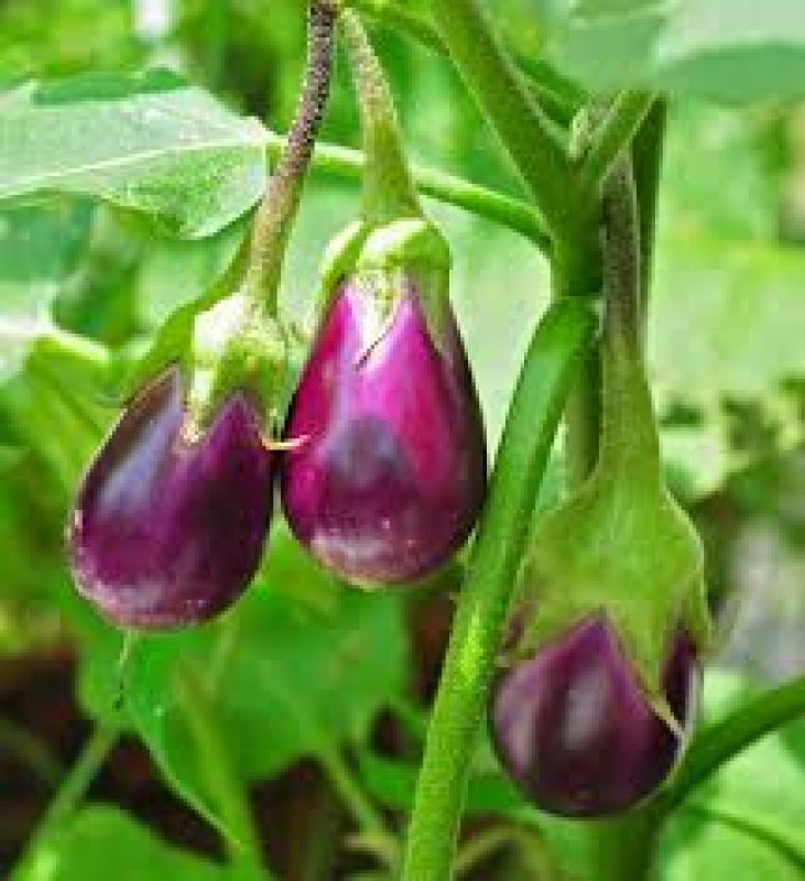  Cultivate Brinjal