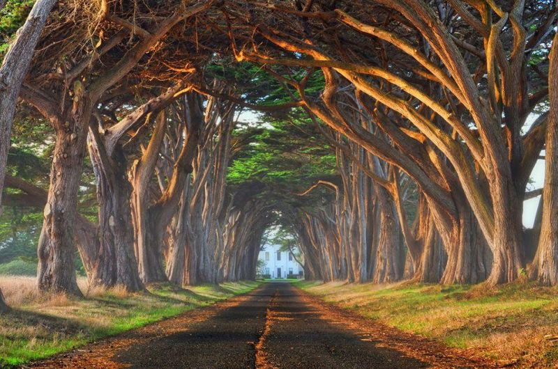 cypress tree tunnel