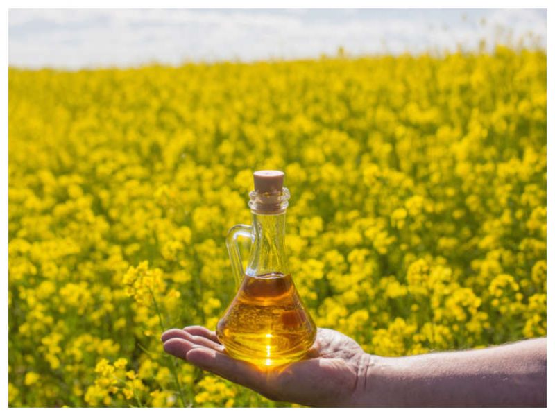 Mustard is a major crop for farmers