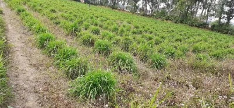 Grass farming  Grass farming