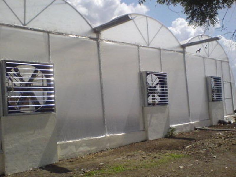 naturally ventilated polyhouse