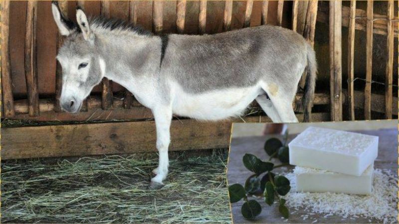 Donkey Milk Soap