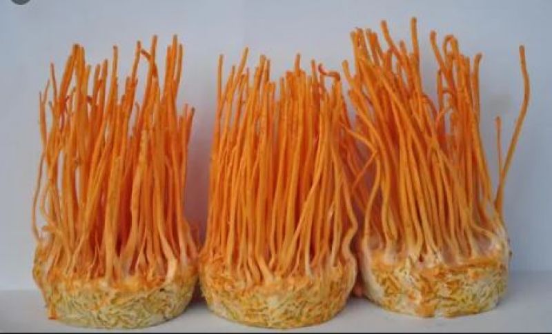 Cordyceps Sinensis