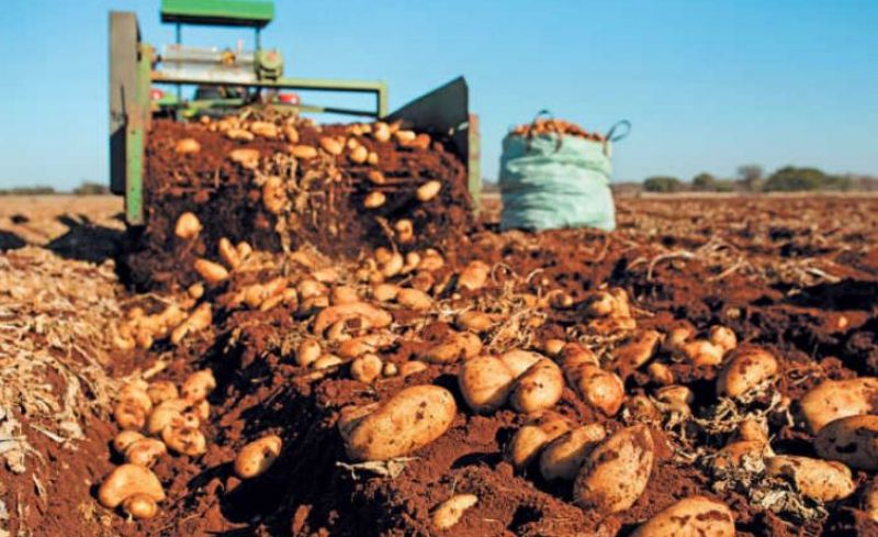 Potato Farming