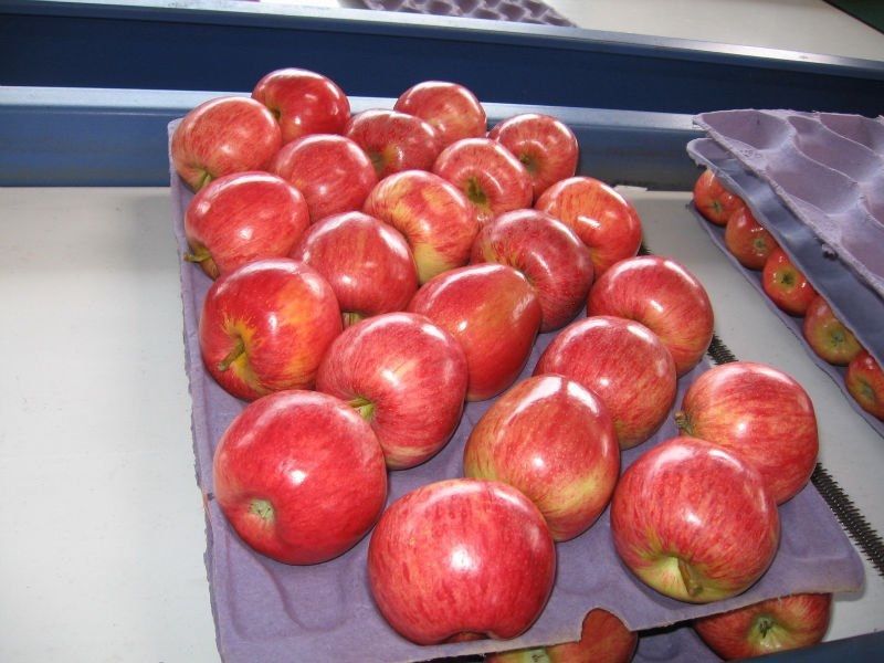 Chilean Apples 
