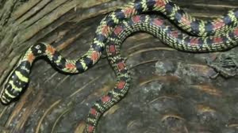 odisha flying snake was seized from possession of a man in bhubaneswar viral-video