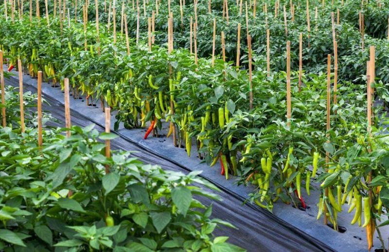 file photo file photo