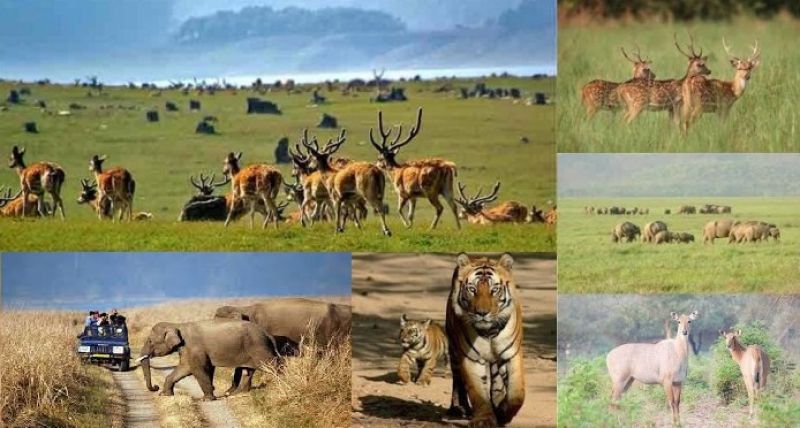 Corbett National Park