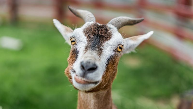 Company loss of Rs 2.68 crore due to death of a goat