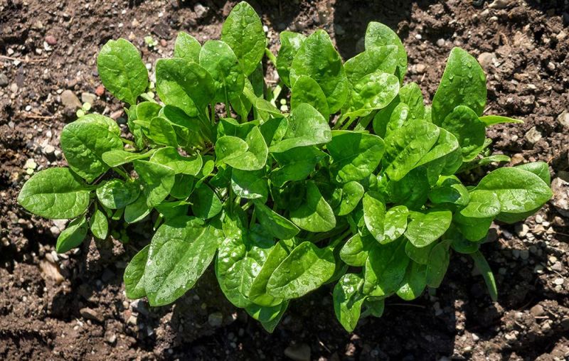 Spinach farming