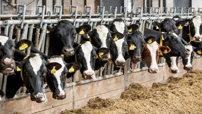 Dairy Farm  Dairy Farm