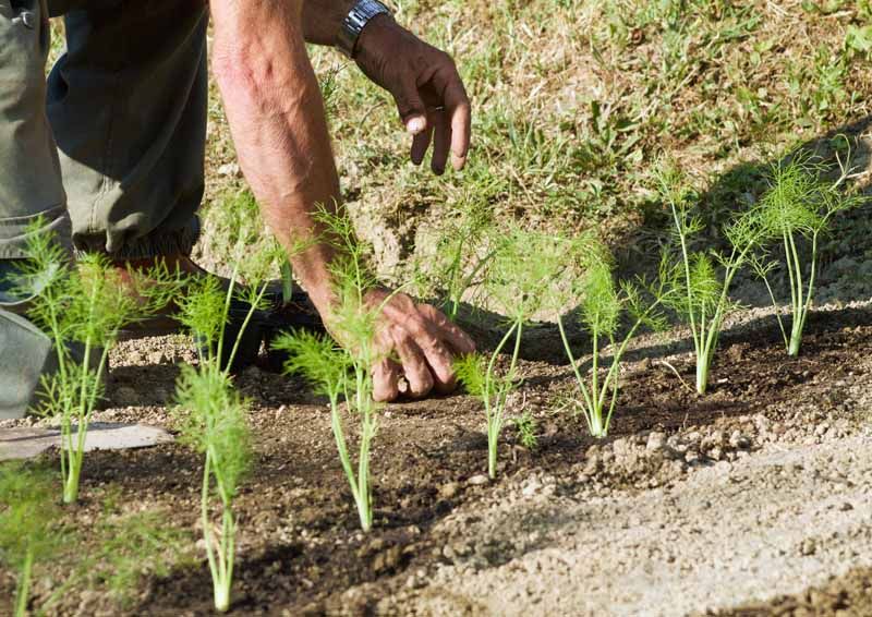  Fennel Seeds Farming 