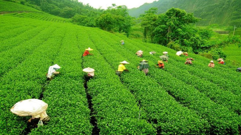 tea garden