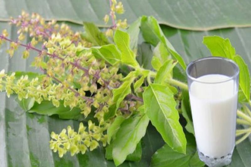 Tulsi and milk