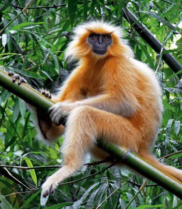 Golden Langur