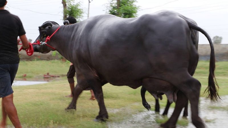 Murah Bufalo  Murah Bufalo