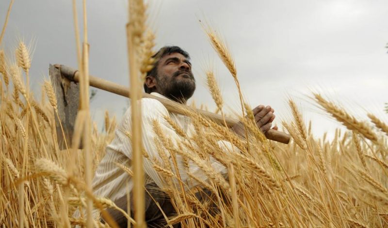Due to rain the farmers suffer a huge loss every year