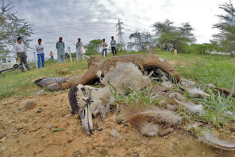 Great Indian bustard