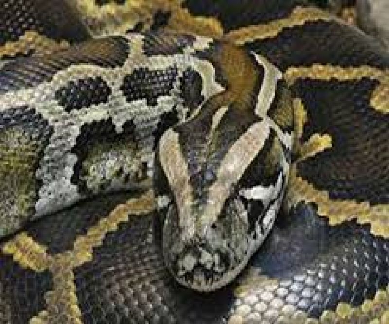 Python swallowed big cat 