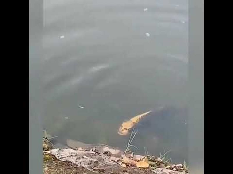 Fish with 'human-like face' seen in Chinese village