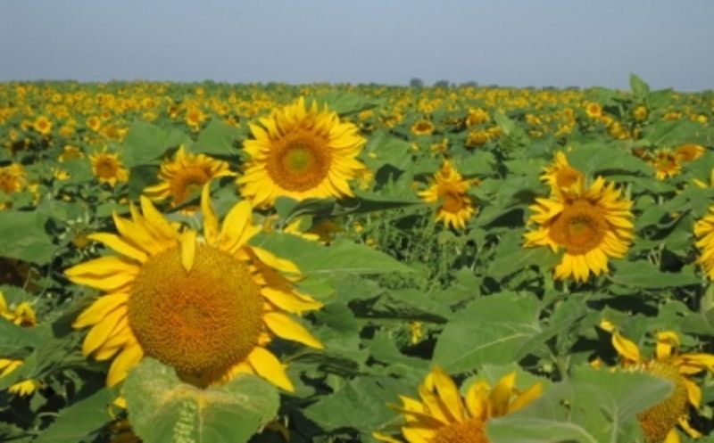 Sunflower crop
