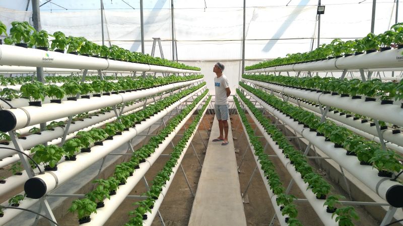 Hydroponic Farming 