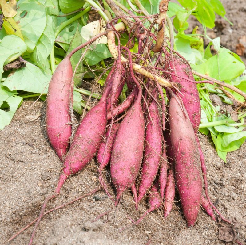 Sweet Potato Farming