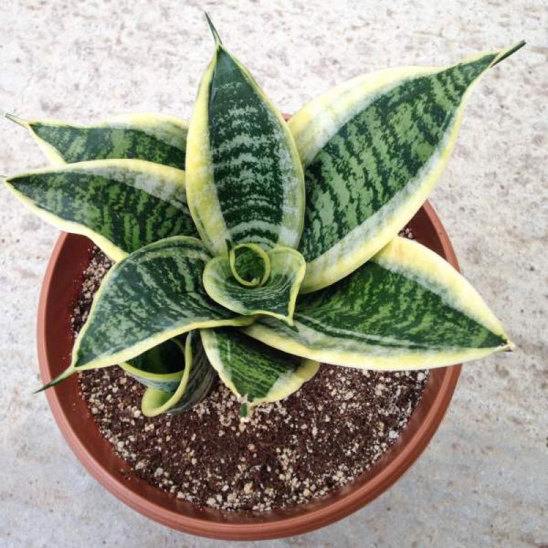 Snake plant