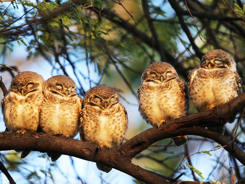 owls in delhi