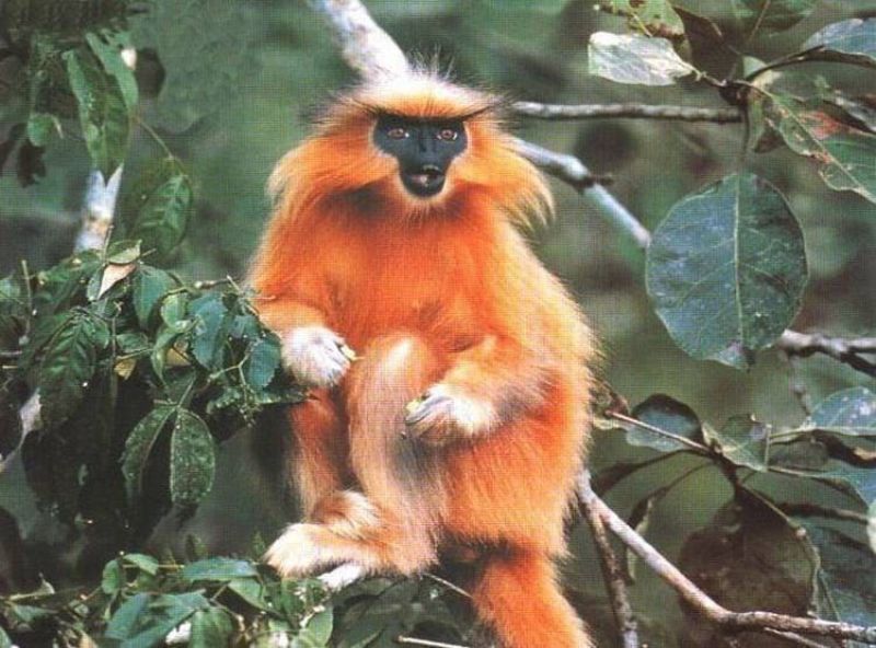 Golden Langur