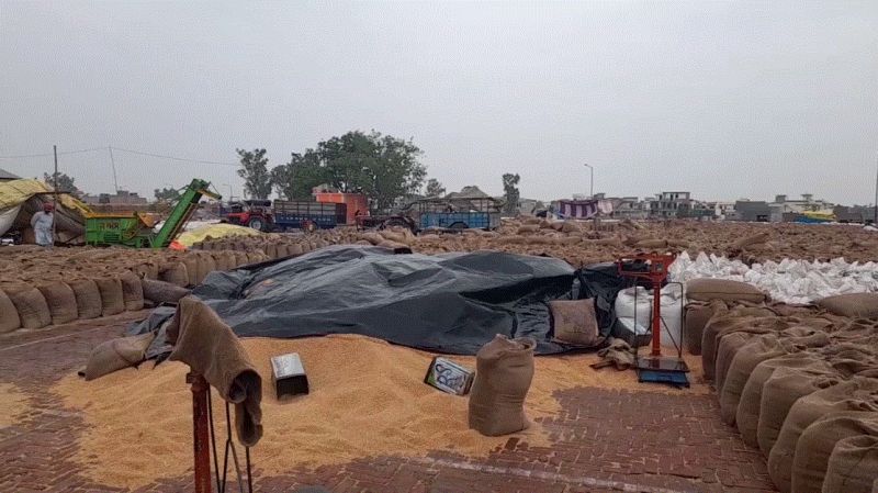 Wheat crop soaked in rain