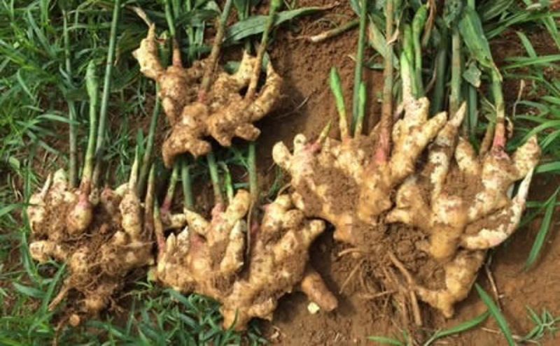 spice Ginger Crop