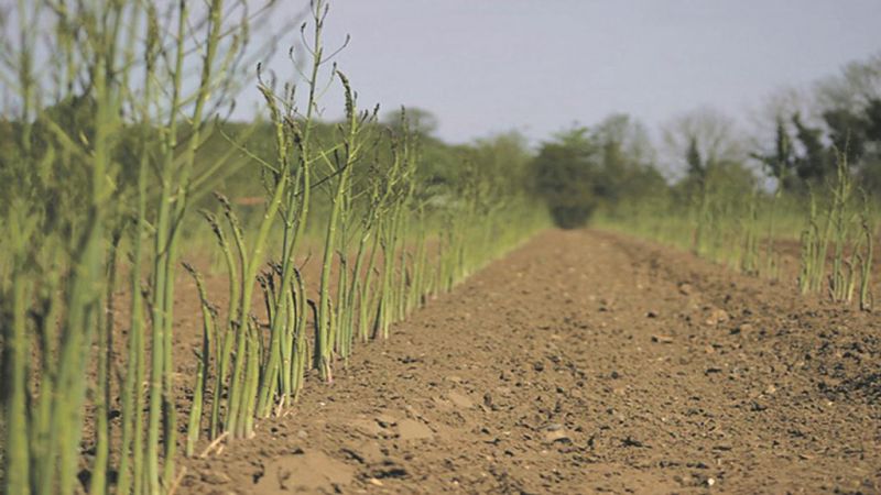 Asparagus Agriculture