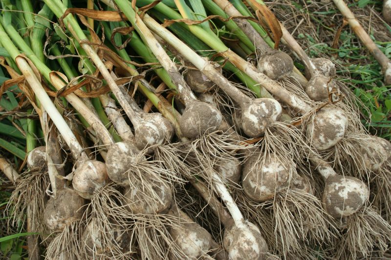 Garlic Farming