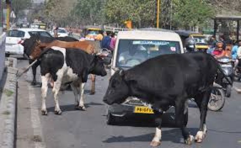 Stray cattle Stray cattle
